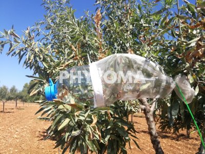 Xylella fastidiosa
